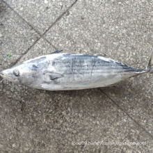 Whole Striped Bonito Tuna Fish wholesale price seafrozen